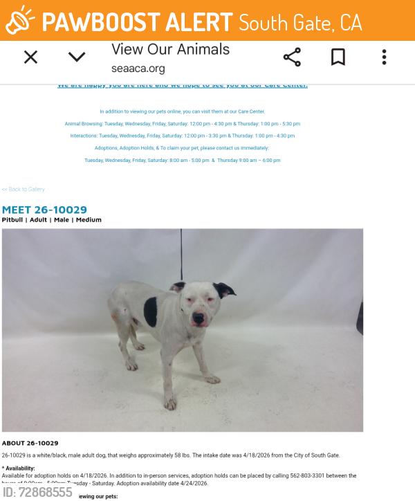 Found/Stray Male Dog last seen South Gate now at Seacca Downey Shelter , South Gate, CA 90280