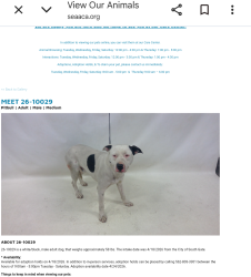 Found/Stray Male Dog last seen South Gate now at Seacca Downey Shelter , South Gate, CA 90280
