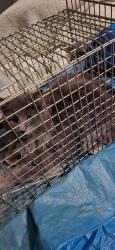 Found/Stray Male Cat last seen N Carefree and Oro Blanco Dr, Colorado Springs, CO 80917