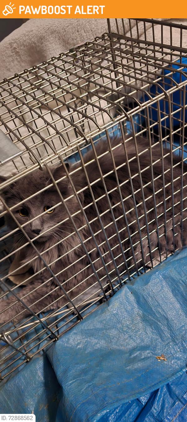 Found/Stray Male Cat last seen N Carefree and Oro Blanco Dr, Colorado Springs, CO 80917