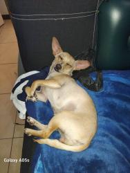 Lost Female Dog last seen Calle guanabana, colonia Fernando amilpa , Ciudad General Escobedo, N.L. 66052