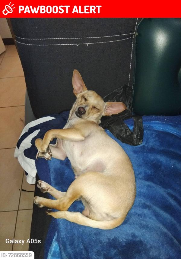 Lost Female Dog last seen Calle guanabana, colonia Fernando amilpa , Ciudad General Escobedo, N.L. 66052