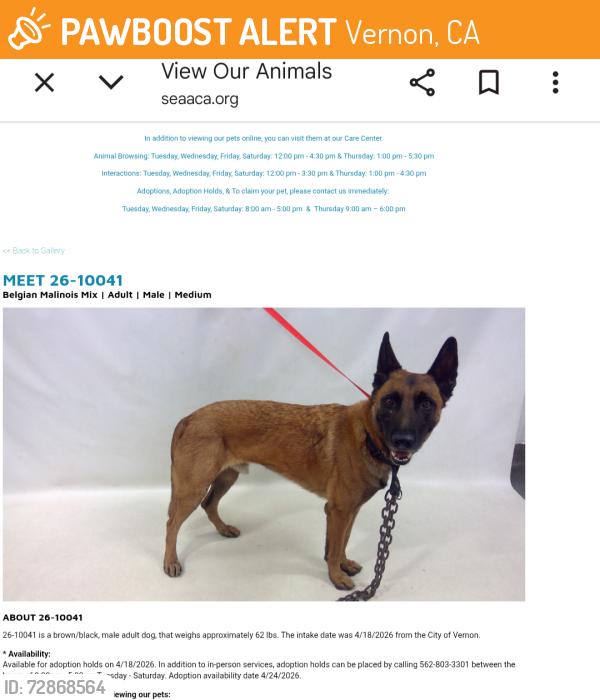Found/Stray Male Dog last seen Veron now at Seacca Downey Shelter , Vernon, CA 90058