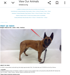 Found/Stray Male Dog last seen Veron now at Seacca Downey Shelter , Vernon, CA 90058