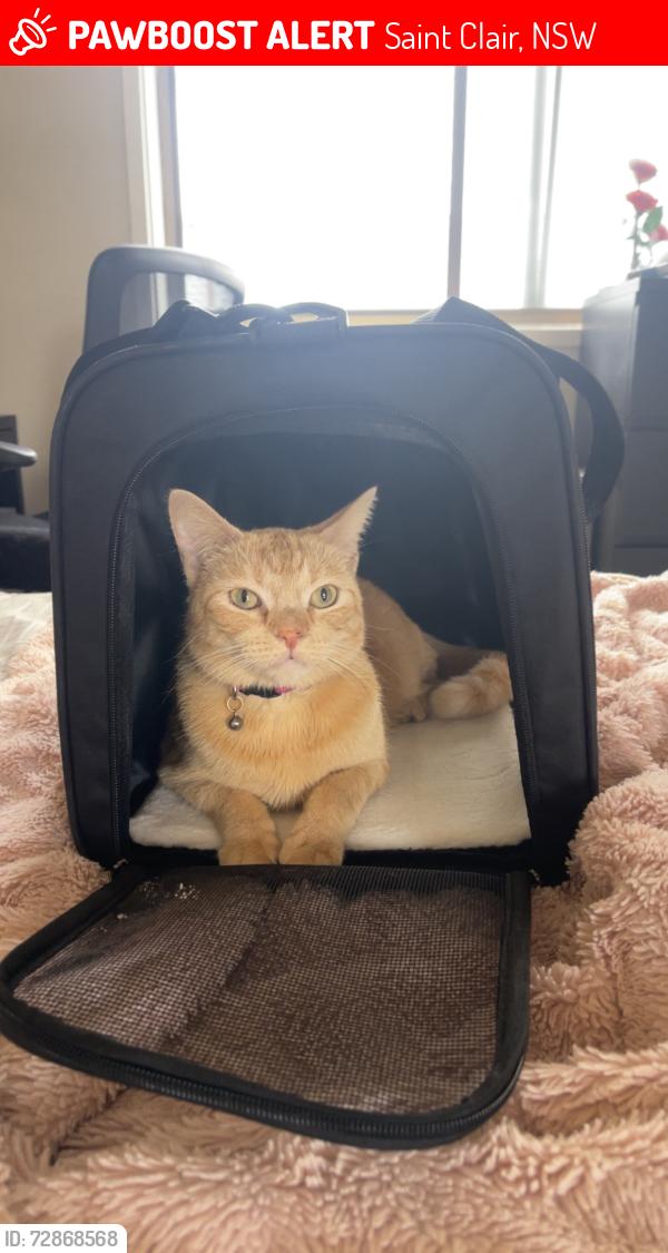 Lost Female Cat last seen Tweed place st clair, Saint Clair, NSW 2759