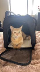 Lost Female Cat last seen Tweed place st clair, Saint Clair, NSW 2759