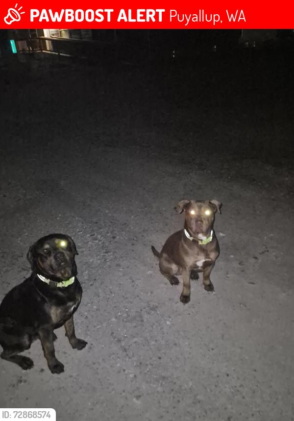 Lost Male Dog last seen 74th, Puyallup, WA 98375