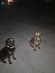 Lost Male Dog last seen 74th, Puyallup, WA 98375