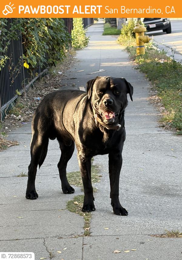 Found/Stray Male Dog last seen san bernardino high school, San Bernardino, CA 92405