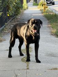Found/Stray Male Dog last seen san bernardino high school, San Bernardino, CA 92405