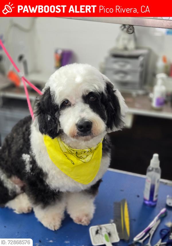 Lost Male Dog last seen Tobias and Olympic , Pico Rivera, CA 90660