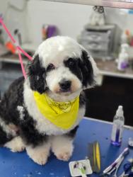 Lost Male Dog last seen Tobias and Olympic , Pico Rivera, CA 90660