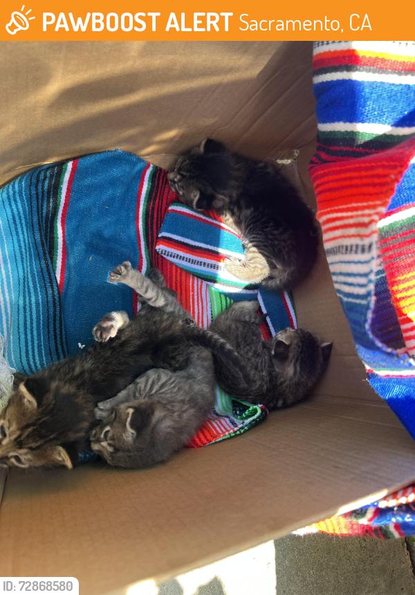 Found/Stray Unknown Cat last seen hse, Sacramento, CA 95817