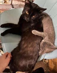 Lost Male Cat last seen 1st North St, Tamaroa, IL 62888