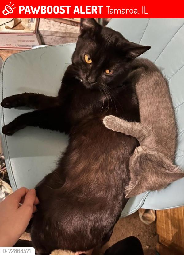 Lost Male Cat last seen 1st North St, Tamaroa, IL 62888