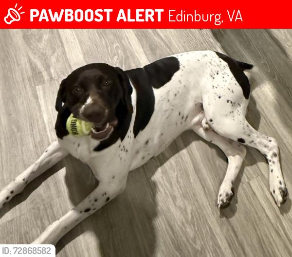 Lost Male Dog last seen Senedo road Edinburg va, Edinburg, VA 22824