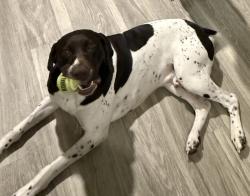 Lost Male Dog last seen Senedo road Edinburg va, Edinburg, VA 22824
