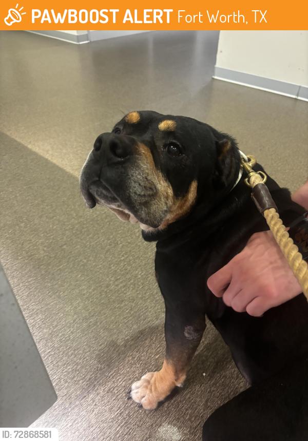 Found/Stray Male Dog last seen Near Trail Lake Dr, Fort Worth, TX 76133, Fort Worth, TX 76133