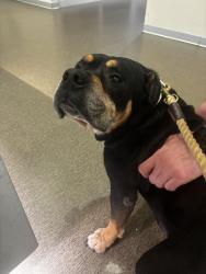 Found/Stray Male Dog last seen Near Trail Lake Dr, Fort Worth, TX 76133, Fort Worth, TX 76133