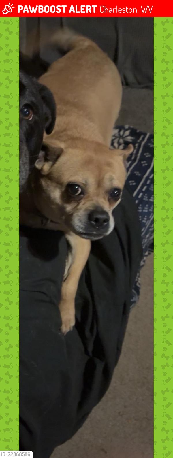 Lost Female Dog last seen 26th street south charleston , Charleston, WV 25387