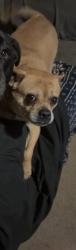 Lost Female Dog last seen 26th street south charleston , Charleston, WV 25387