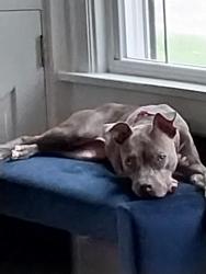 Lost Female Dog last seen Airport Dr , Columbus, OH 43219