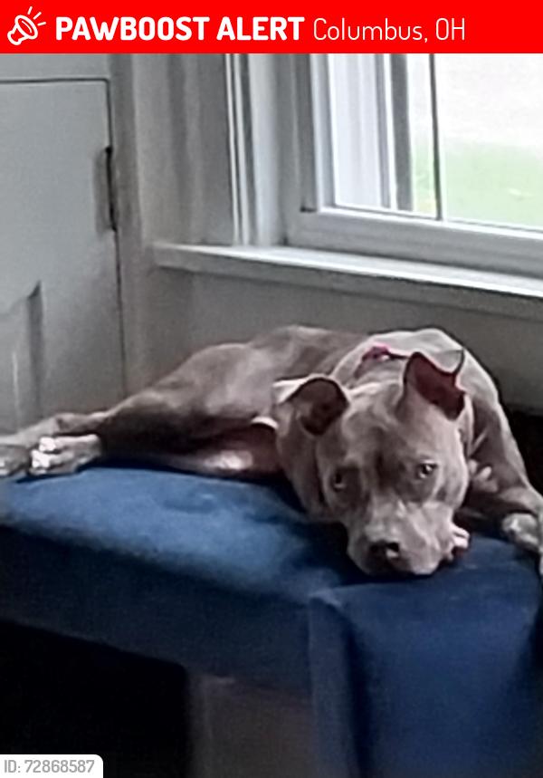 Lost Female Dog last seen Airport Dr, Columbus, OH 43219