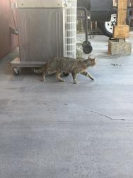 Found/Stray Female Cat last seen Bluegrass Pl, Victorville, CA 92392