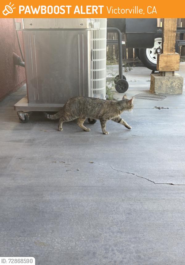 Found/Stray Female Cat last seen Bluegrass Pl, Victorville, CA 92392