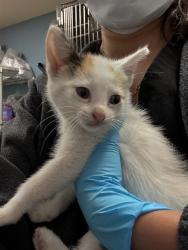 Shelter Stray Female Cat last seen Near BLOCK ELIAS ST, Jurupa Valley, CA 92509