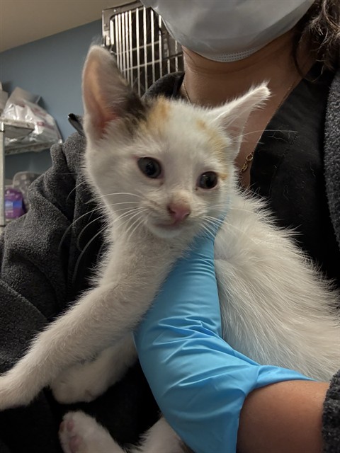 Shelter Stray Female Cat last seen Near BLOCK ELIAS ST, Jurupa Valley, CA 92509