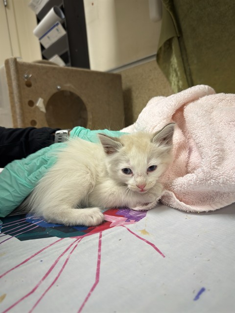Shelter Stray Female Cat last seen Near BLOCK ELIAS ST, Jurupa Valley, CA 92509