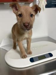 Shelter Stray Male Dog last seen Near BLOCK UNION AVE, BAKERSFIELD CA 93305, Bakersfield, CA 93308