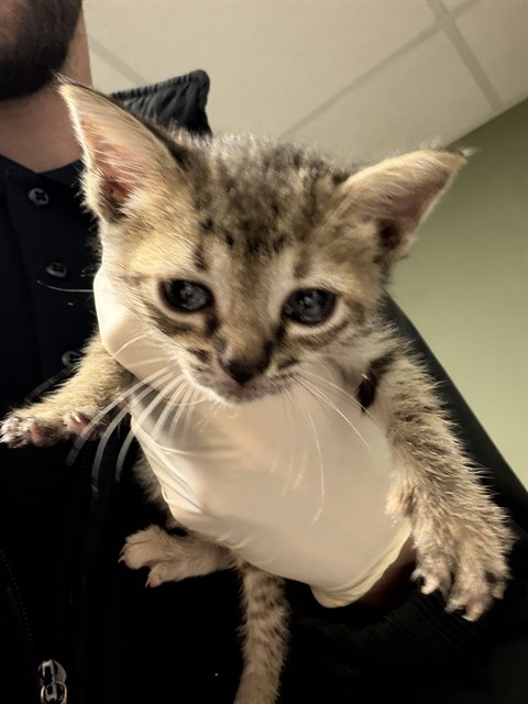 Shelter Stray Female Cat last seen FOSTER RETURN, Jacksonville, FL 32204