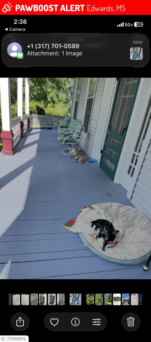Lost Male Dog last seen Royal St & Withers&  Lewis , Edwards, MS 39066