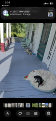 Lost Male Dog last seen Royal St & Withers&  Lewis , Edwards, MS 39066