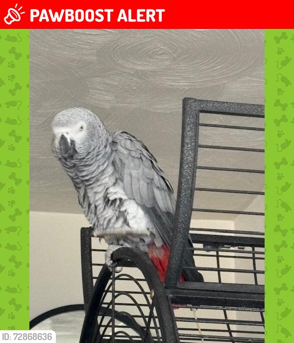 Lost Female Bird last seen Greenwich Lane, Newcastle Lane, Belsey Lane, Ewell Minnis, England CT15 7EA