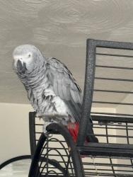 Lost Female Bird last seen Greenwich Lane, Newcastle Lane, Belsey Lane, Ewell Minnis, England CT15 7EA