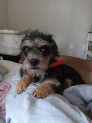 Reunited Male Dog last seen Louetta , Cypress, TX 77429