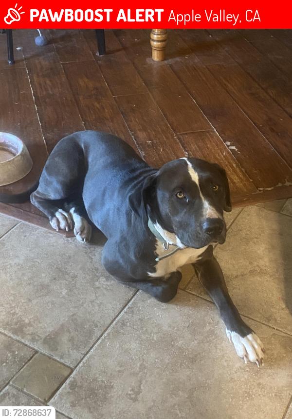 Lost Female Dog last seen Ramona and Iroquois, AV, Apple Valley, CA 92307