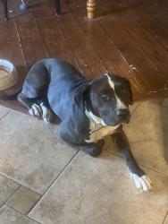 Lost Female Dog last seen Ramona and Iroquois, AV, Apple Valley, CA 92307