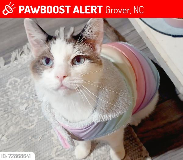 Lost Female Cat last seen Grover, nc, Grover, NC 28073