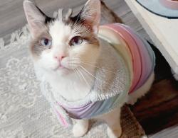 Lost Female Cat last seen Grover, nc, Grover, NC 28073
