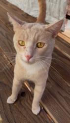 Lost Male Cat last seen Seen by 470 west 53rd st, San Bernardino, CA 92407