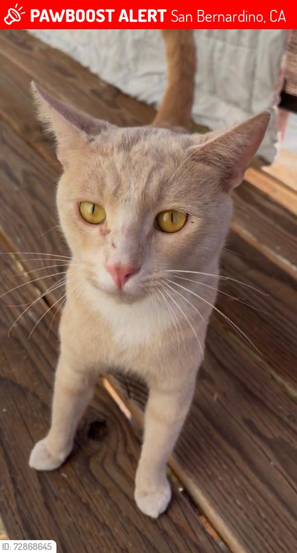 Lost Male Cat last seen Seen by 470 west 53rd st, San Bernardino, CA 92407