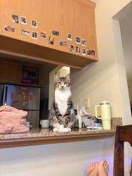 Reunited Male Cat last seen Cross at ellemere drive and newgate way, Dixon, CA 95620