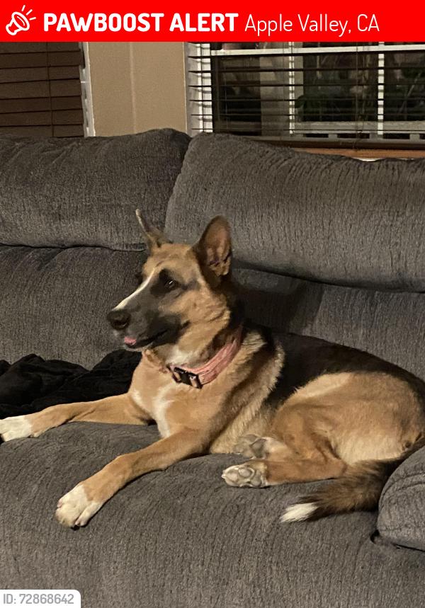 Lost Female Dog last seen Bear Valley Rd. and Navajo, Stater Brothers, Apple Valley, CA 92308
