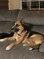 Lost Female Dog last seen Bear Valley Rd. and Navajo, Stater Brothers, Apple Valley, CA 92308