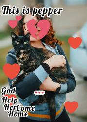 Lost Female Cat last seen Encinitas ave, Lemon Grove, CA 91945