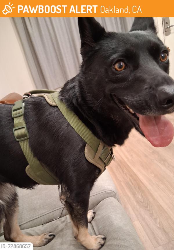 Found/Stray Female Dog last seen Telegraphh in macarthur, Oakland, CA 94609